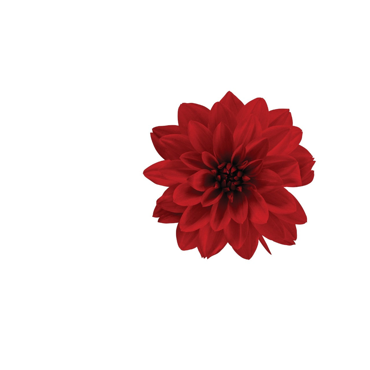 Dahlia (6" Pot)