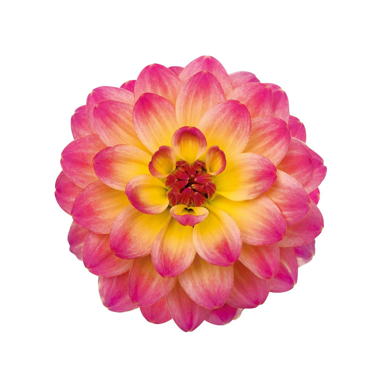 Dahlia (6" Pot)