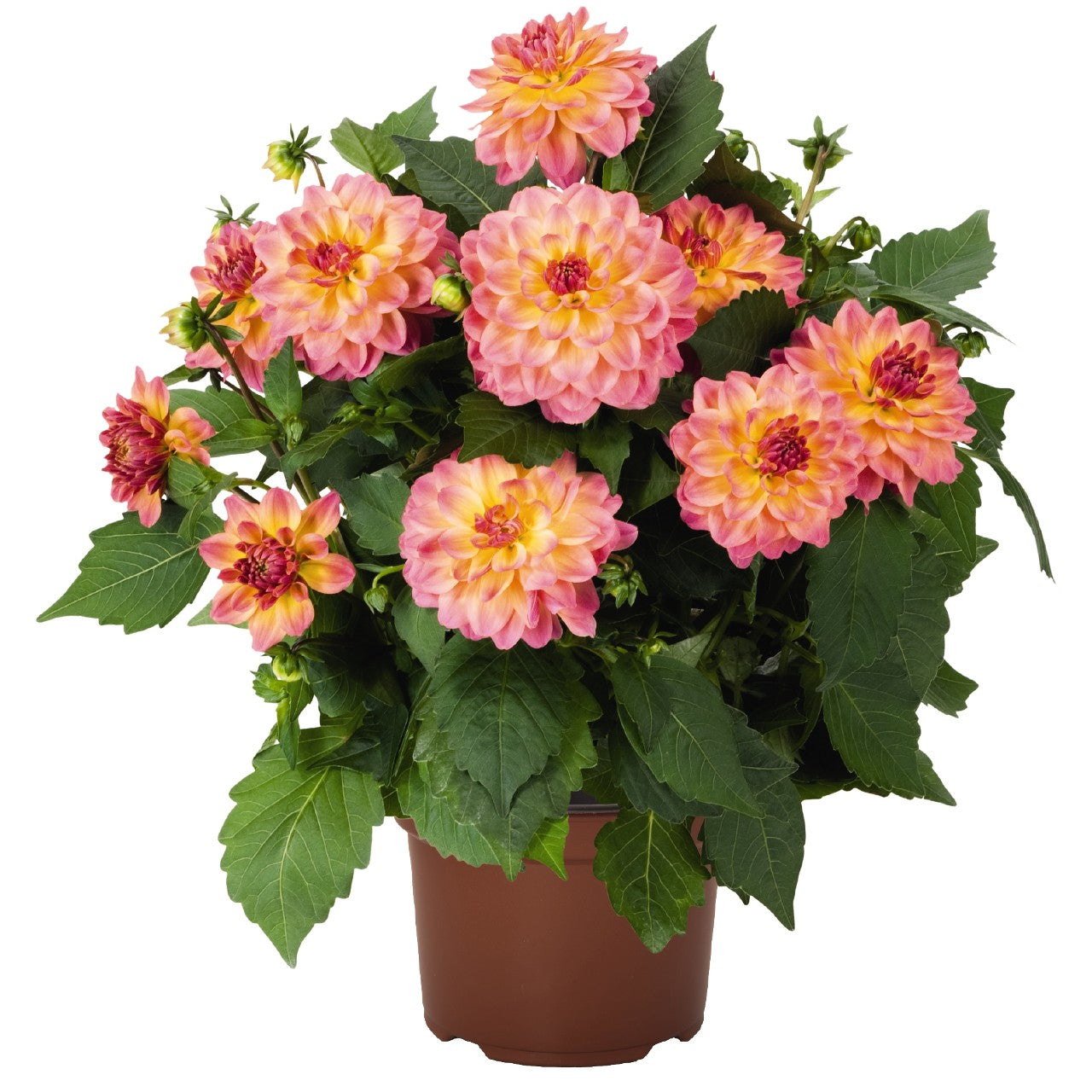 Dahlia (6" Pot)