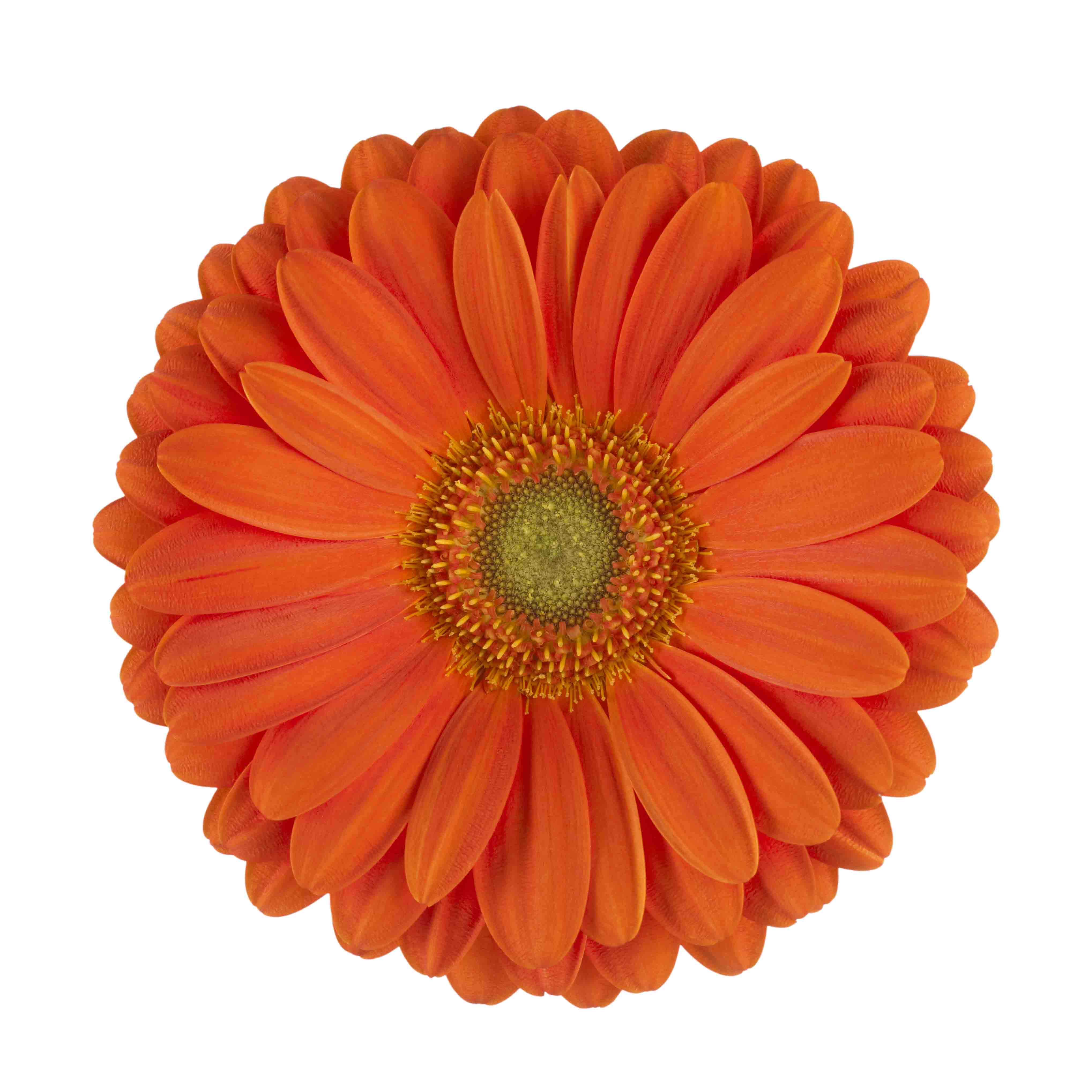 Gerbera (6" Pot)