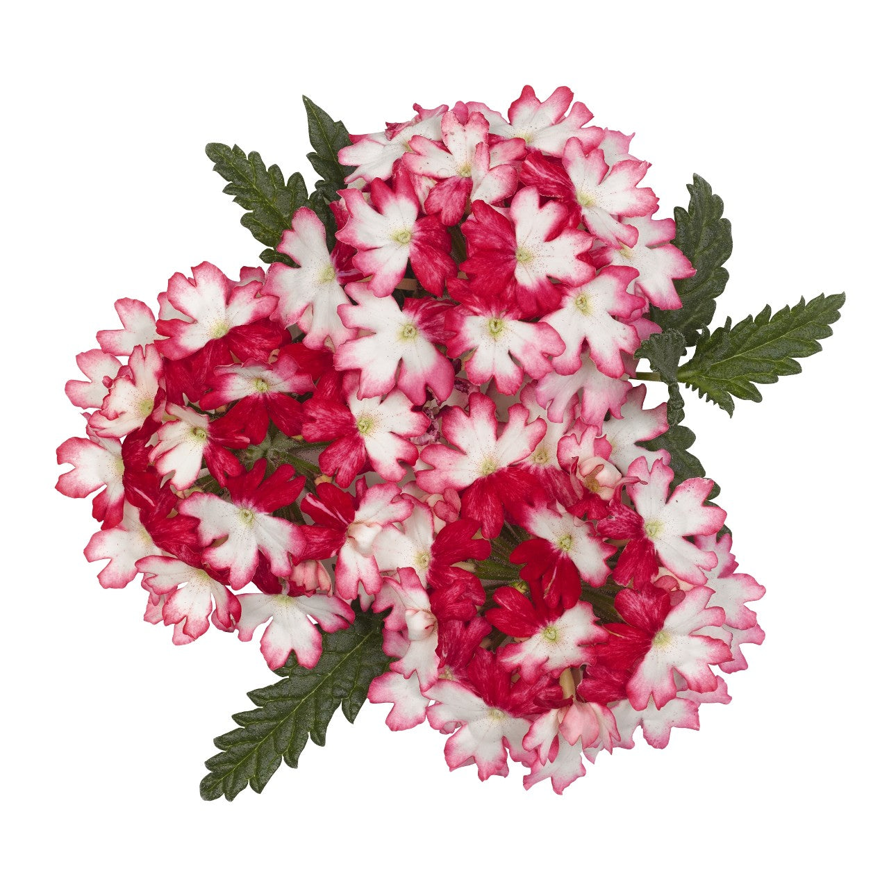 Verbena (4" Pot)