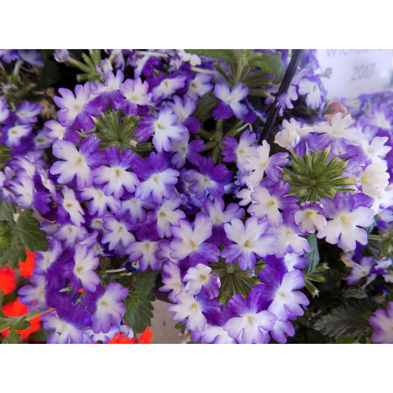 Verbena (4" Pot)
