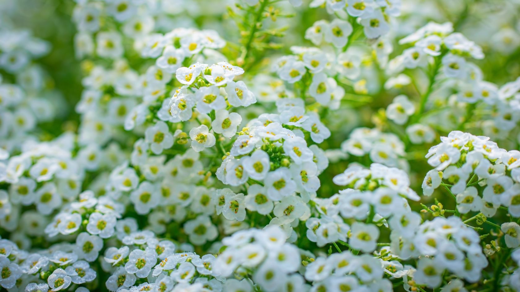 Embrace the Joy of Alyssum Flowers: An excellent Addition to Your Garden