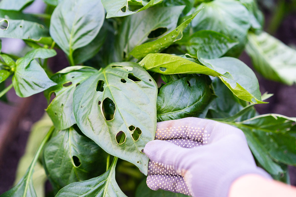 How to control pests and diseases in your garden