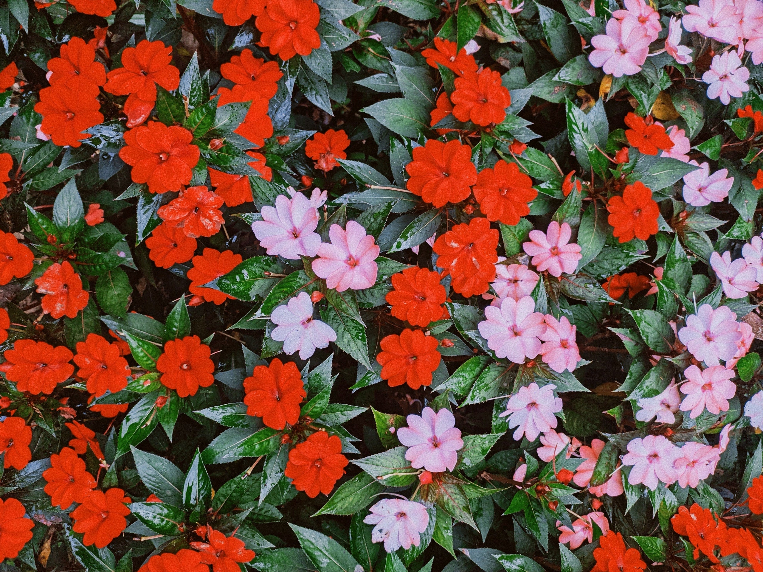 Impatiens: Beautiful Blooms for Every Garden