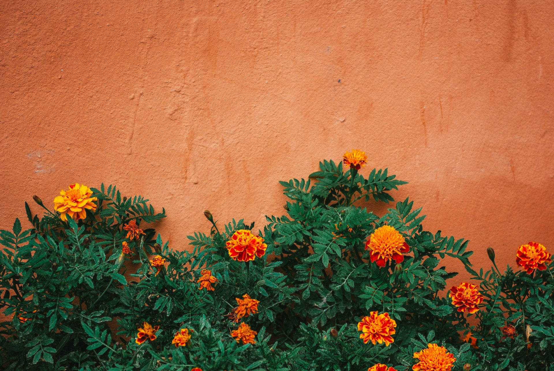 Unearth insights to Pristine Marigold Flower Care