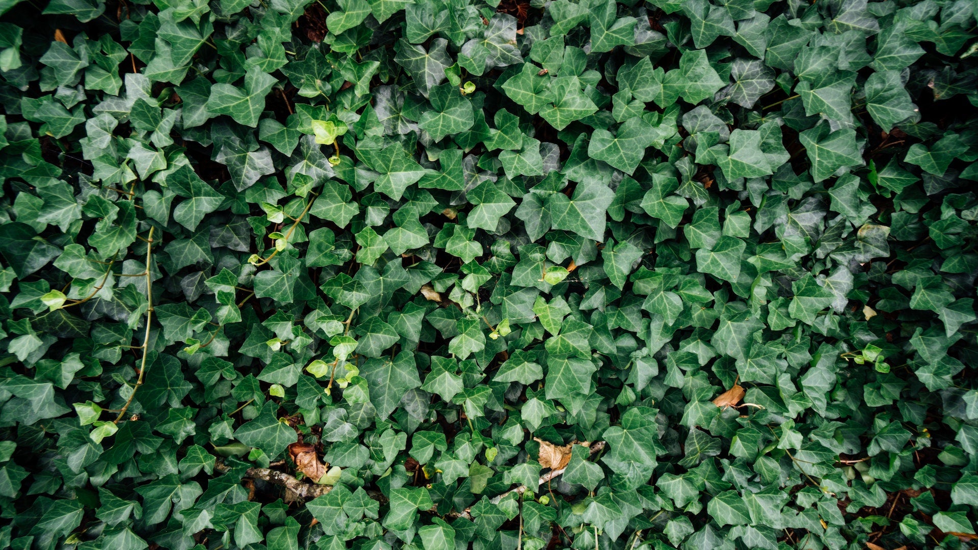 The Art of Caring for English Ivy: A Green Oasis at Your Fingertips