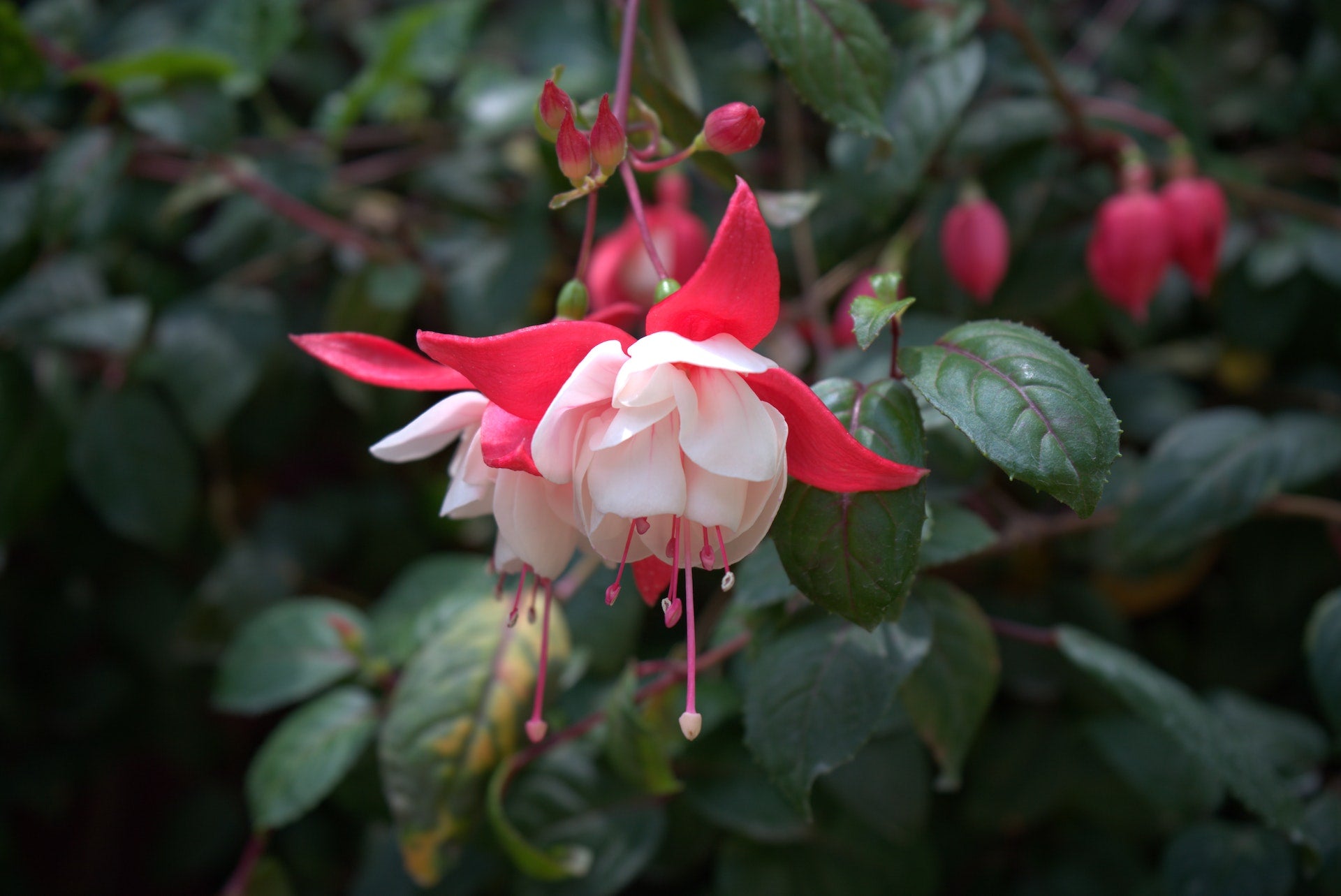 A Guide to Caring for Beautiful Fuchsia Flowers