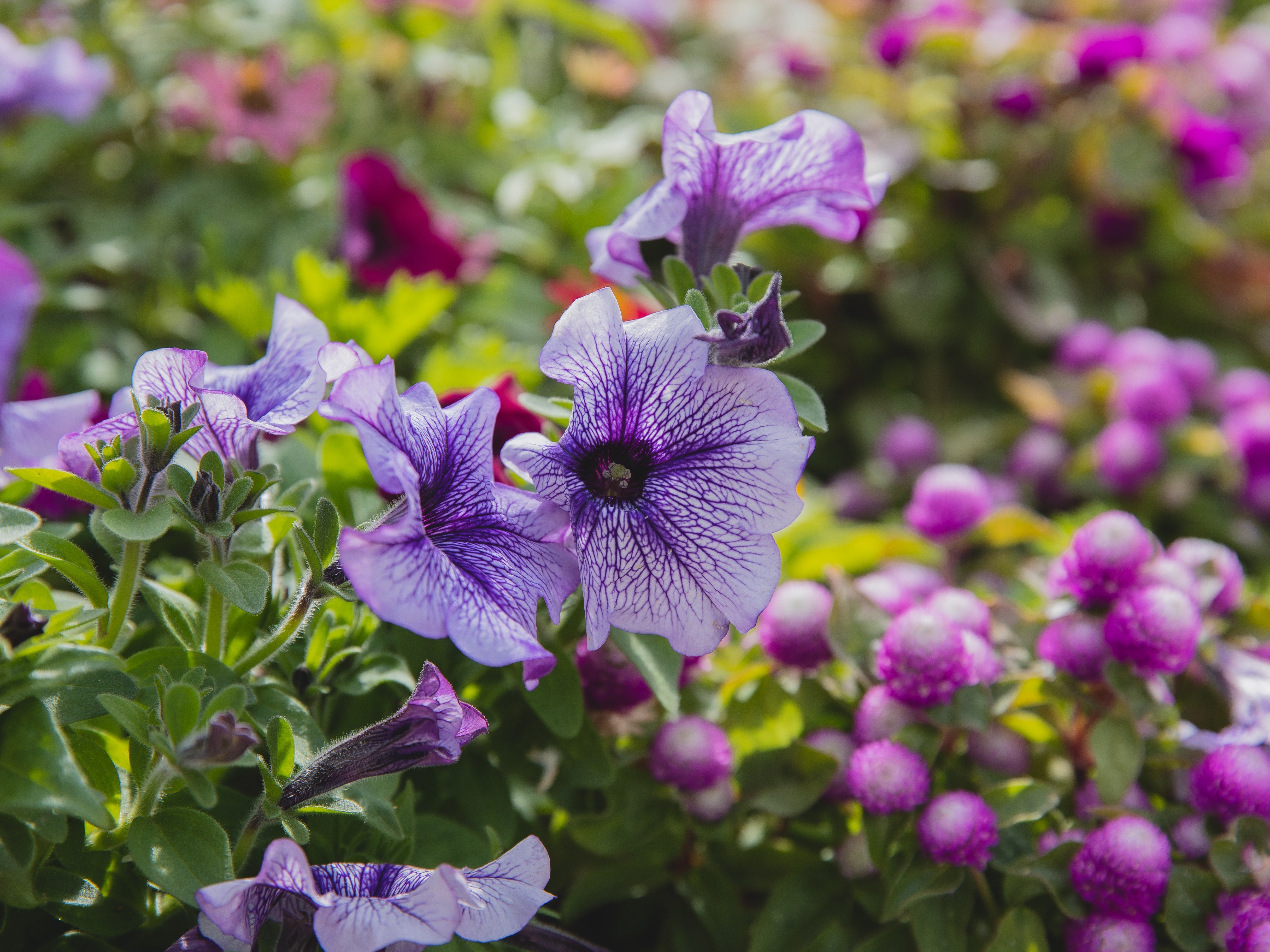 Petunia's and why they are a good bet for your garden!