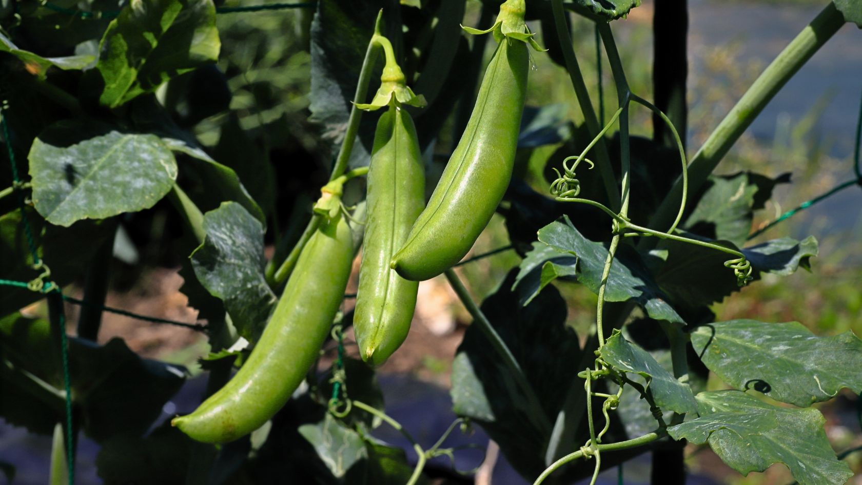Caring for Snap Pea Plants