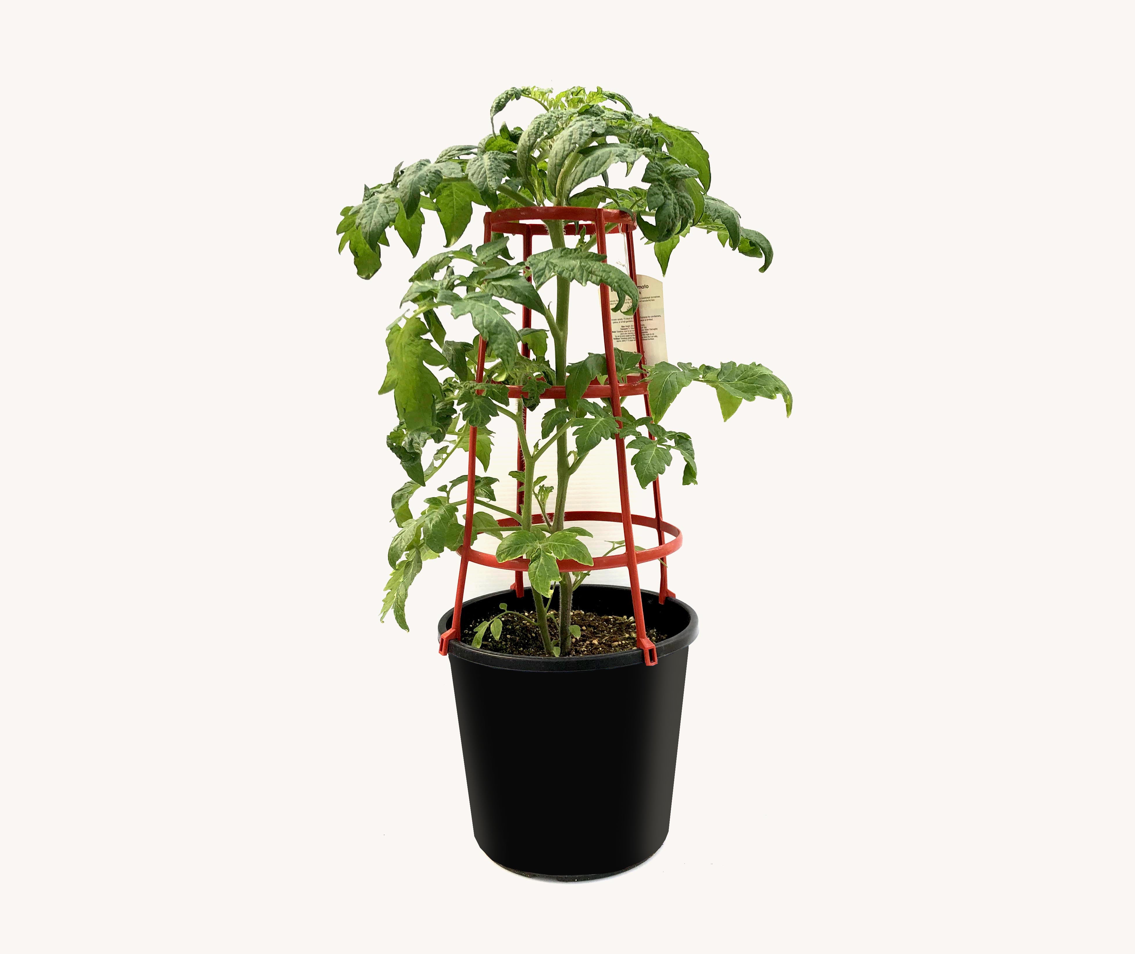 Roma Tomato plants: Easy-to-Grow and Care for in Your Garden
