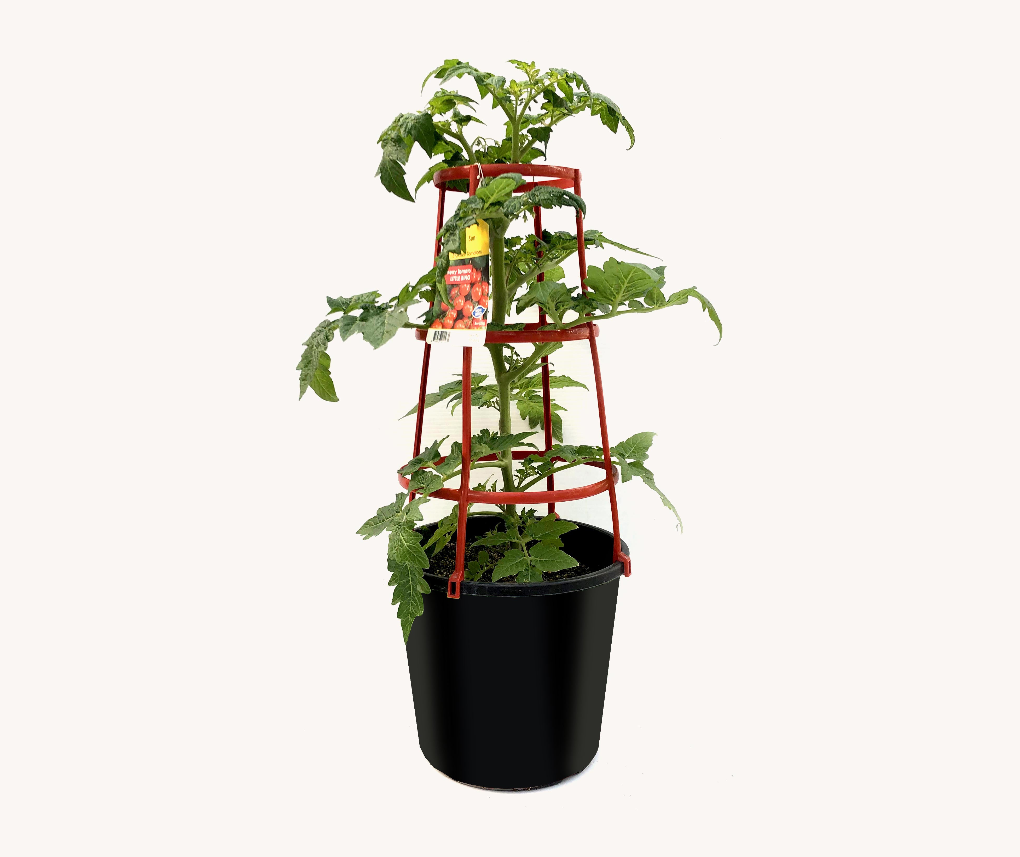 Tomato - Cherry (12" Pot with Cage)
