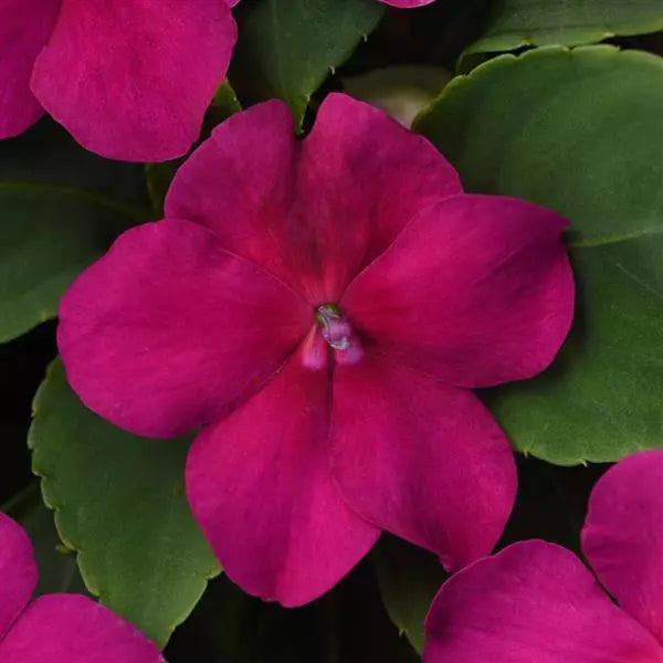 Impatiens (Cell Pack)