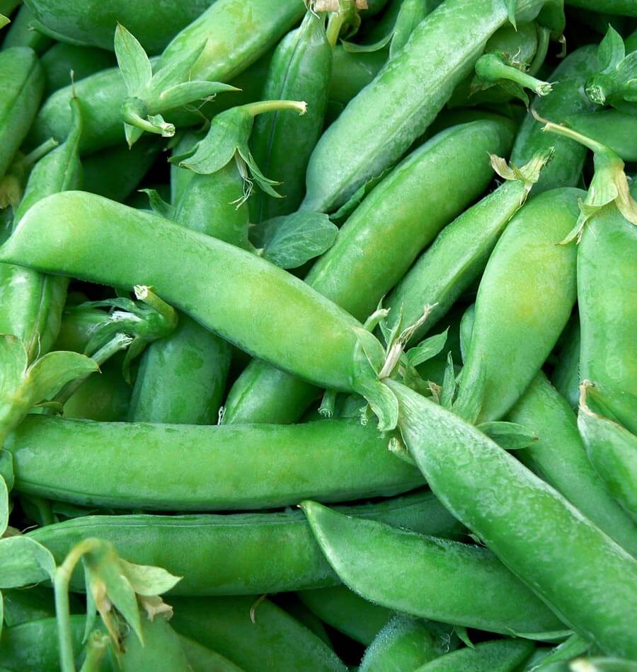  Sugar Snap Pea is crunchy pods are excellent for eating cooked or raw. 