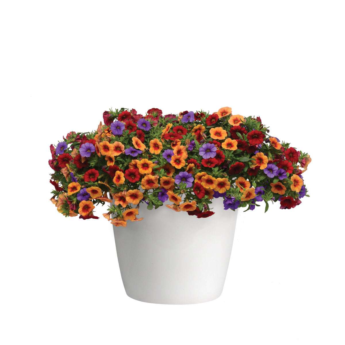 Calibrachoa Multi-Colour (6" Pot)